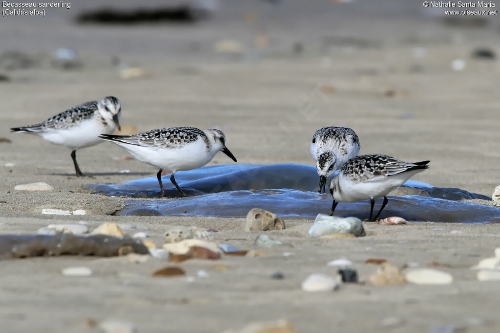 Bécasseau sanderlingjuvénile, identification, régime, mange