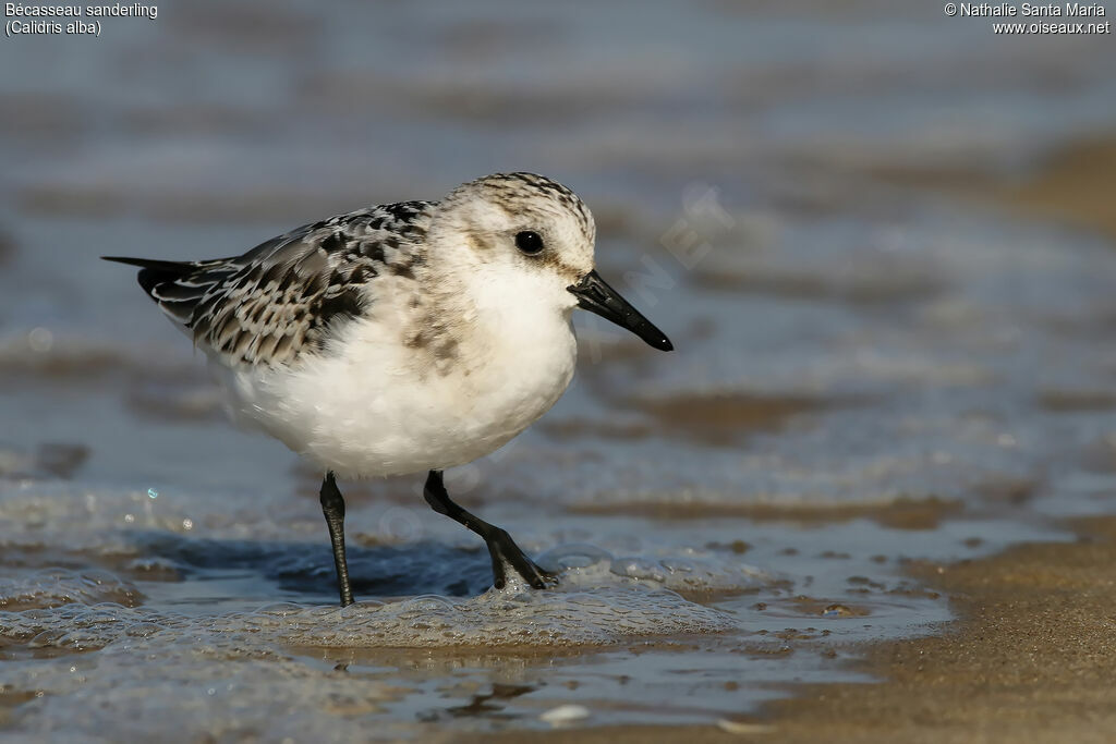 Bécasseau sanderling, identification, marche