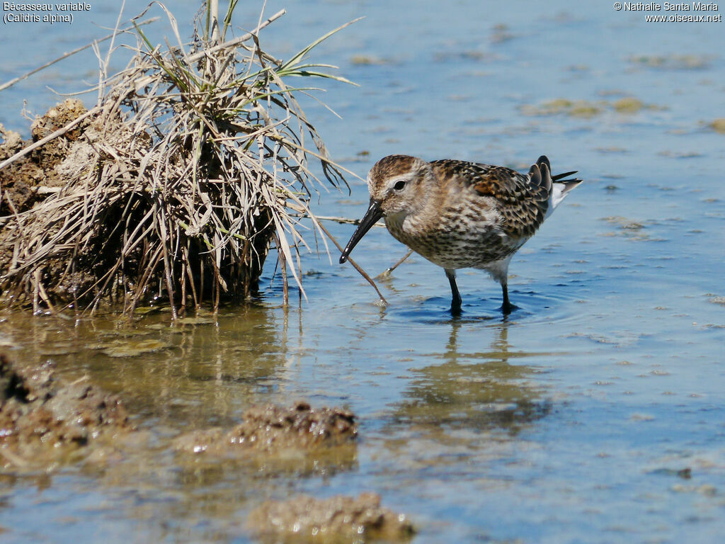Bécasseau variable, identification, composition, marche