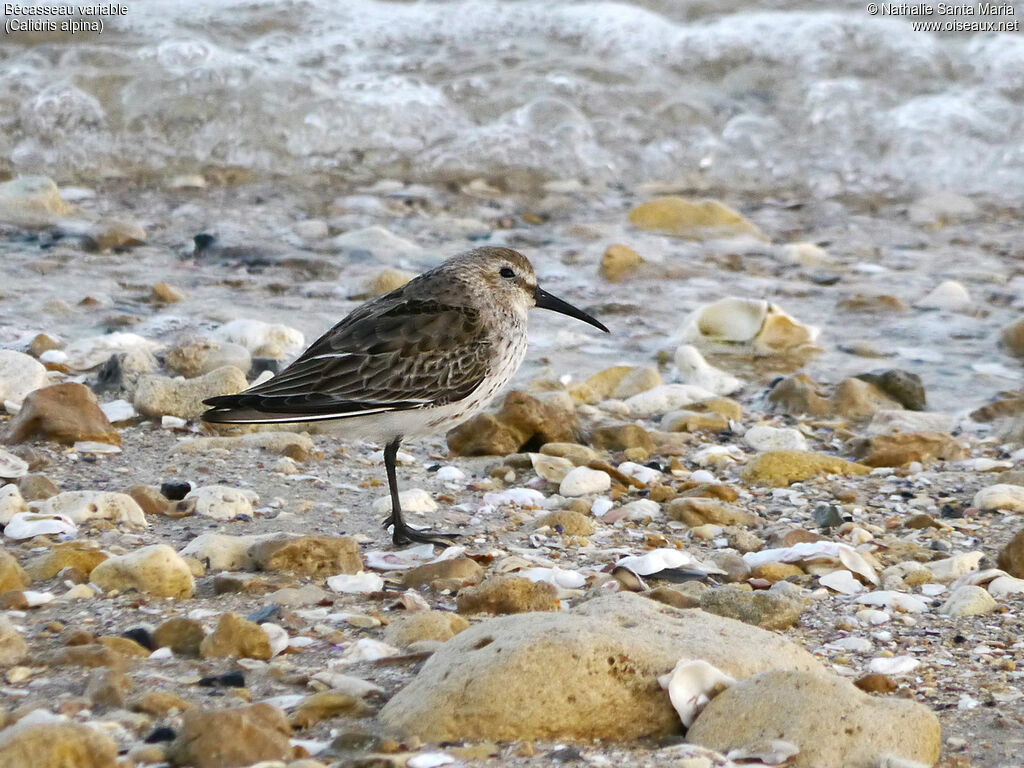 Bécasseau variable1ère année, identification, composition