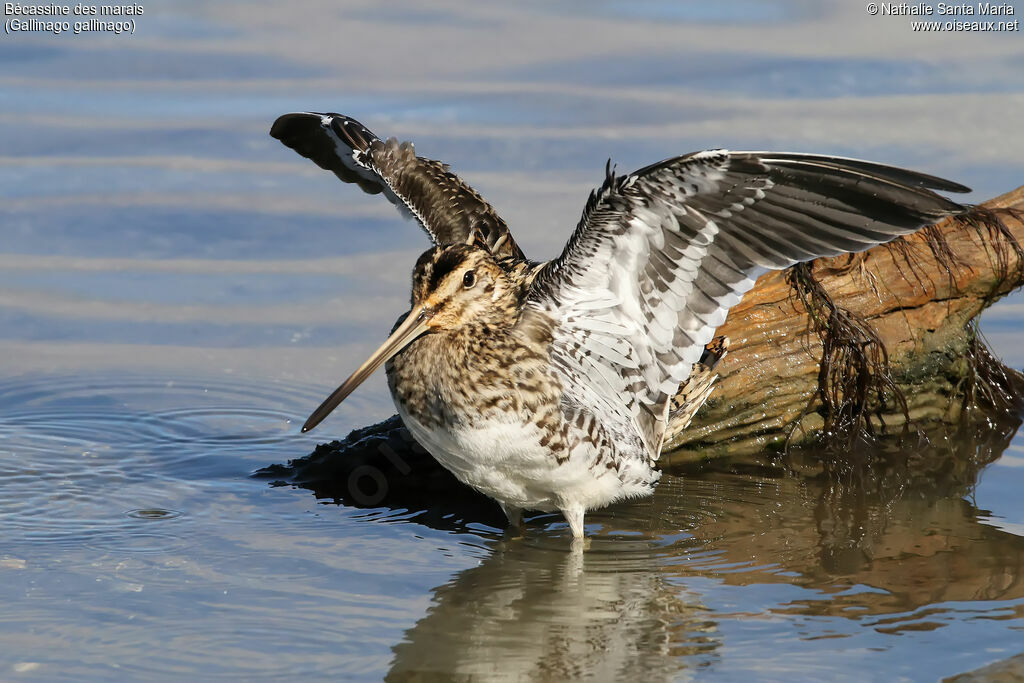 Common Snipeadult, identification, care, aspect