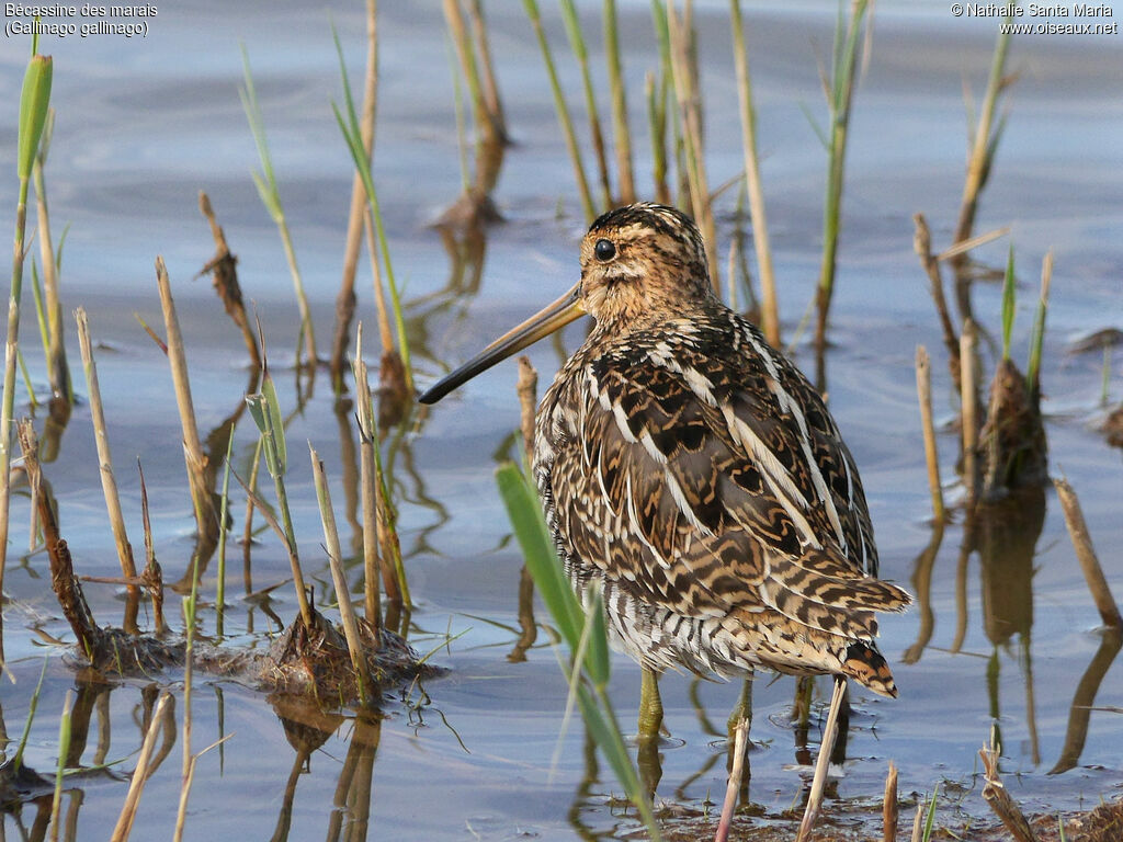 Common Snipeadult, identification
