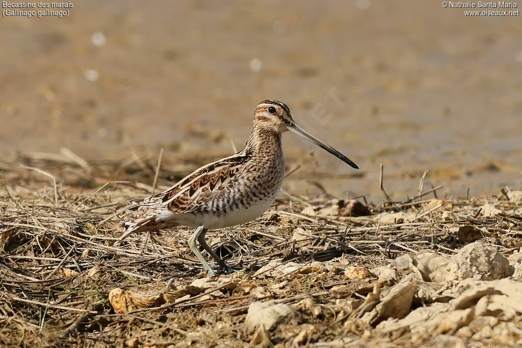 Bécassine des maraisadulte, habitat