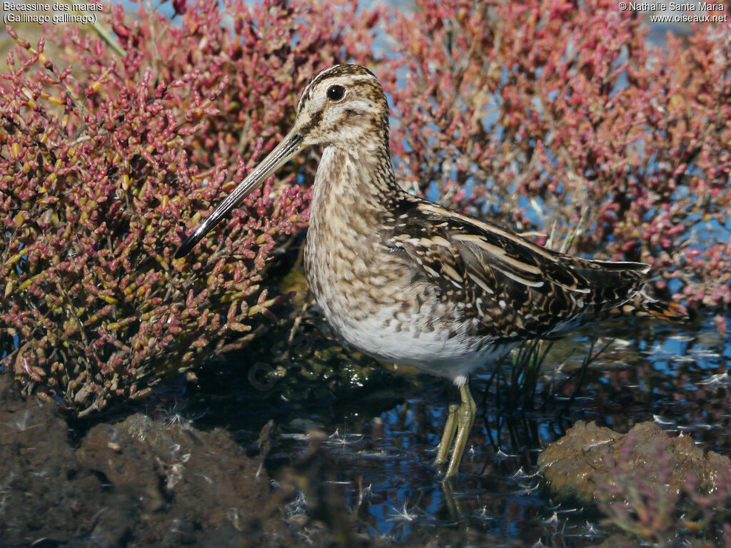 Common Snipeadult, identification