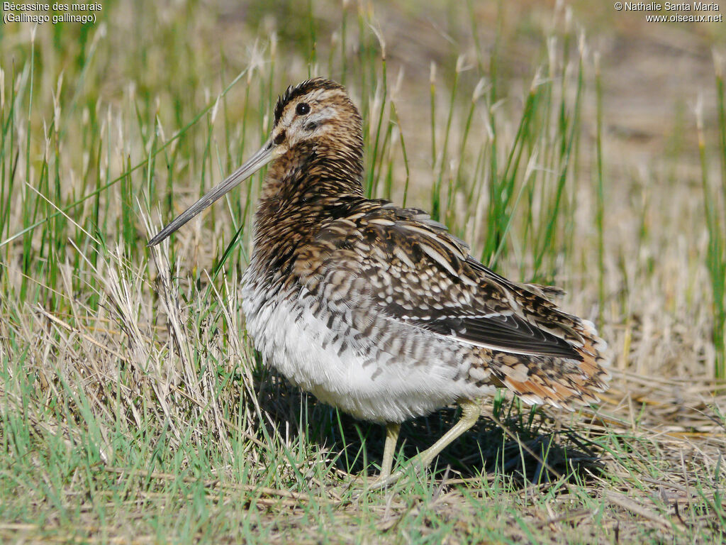 Common Snipeadult, identification, care