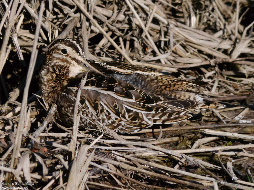 Common Snipeadult, identification, camouflage