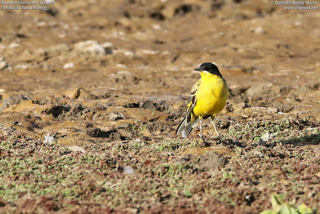 Bergeronnette des Balkansadulte, identification