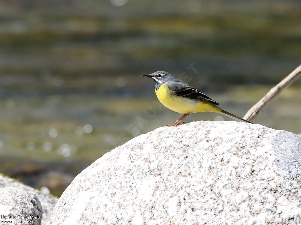 Bergeronnette des ruisseaux mâle adulte nuptial, identification