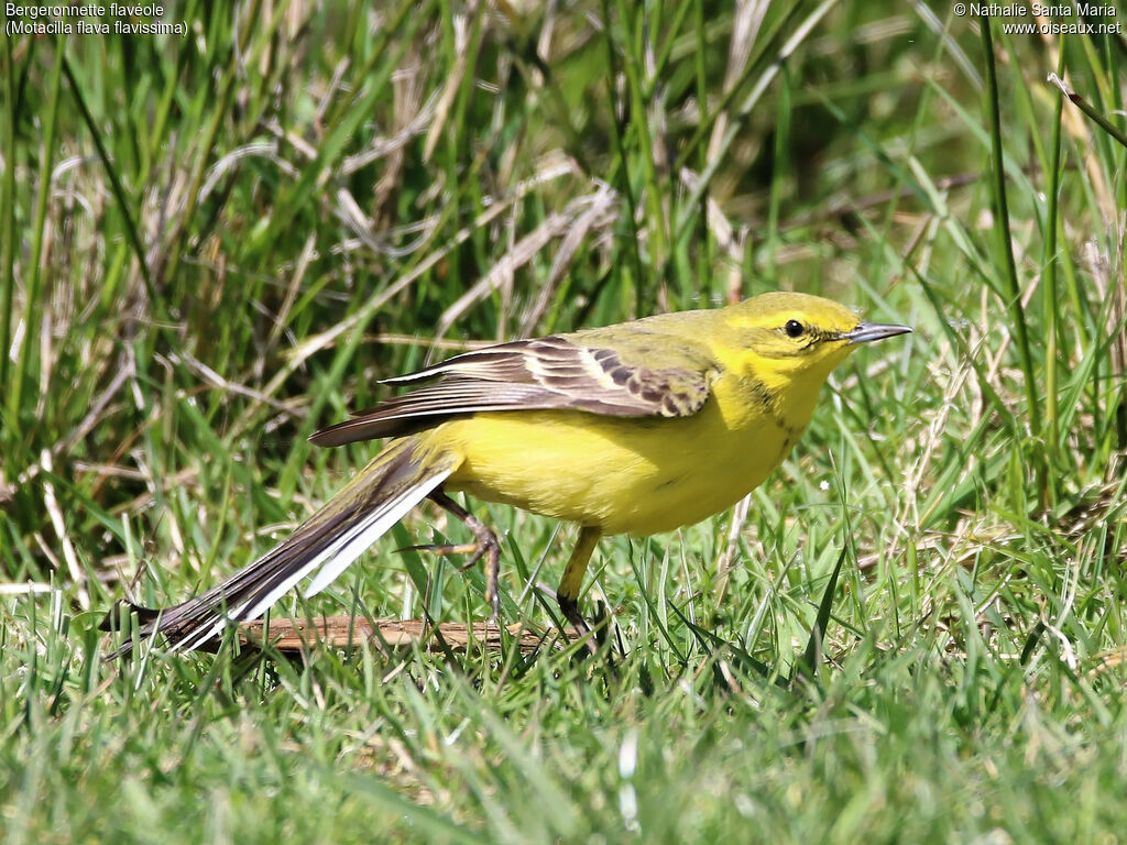 Western Yellow Wagtail (flavissima) male adult breeding, identification