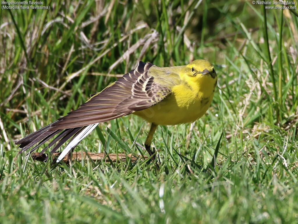 Western Yellow Wagtail (flavissima) male adult breeding, identification, aspect, pigmentation