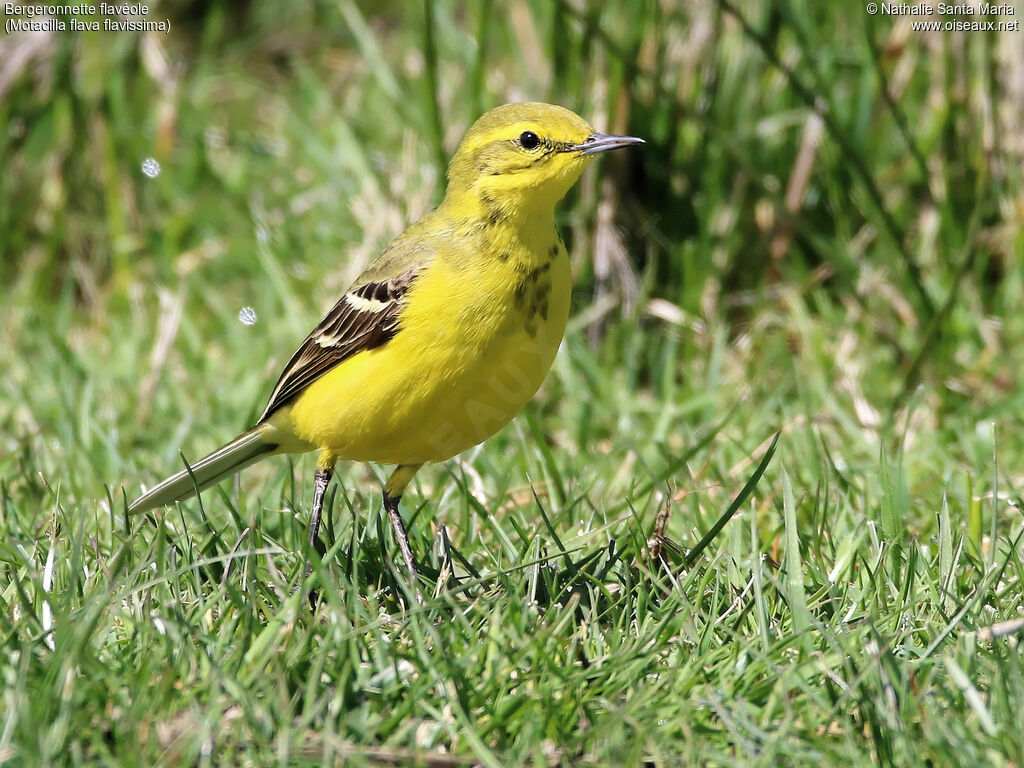 Western Yellow Wagtail (flavissima) male adult breeding, identification, walking