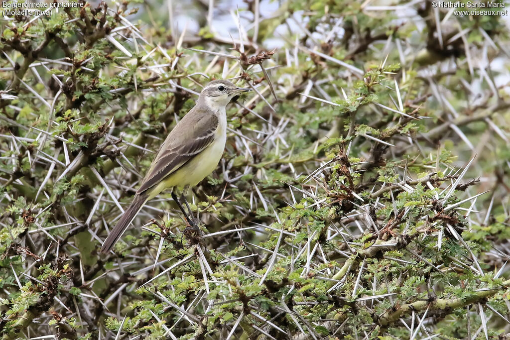 Western Yellow Wagtailimmature, identification