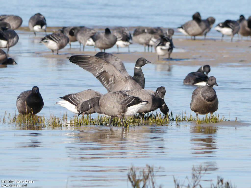 Brant Goose, habitat, walking, fishing/hunting, eats