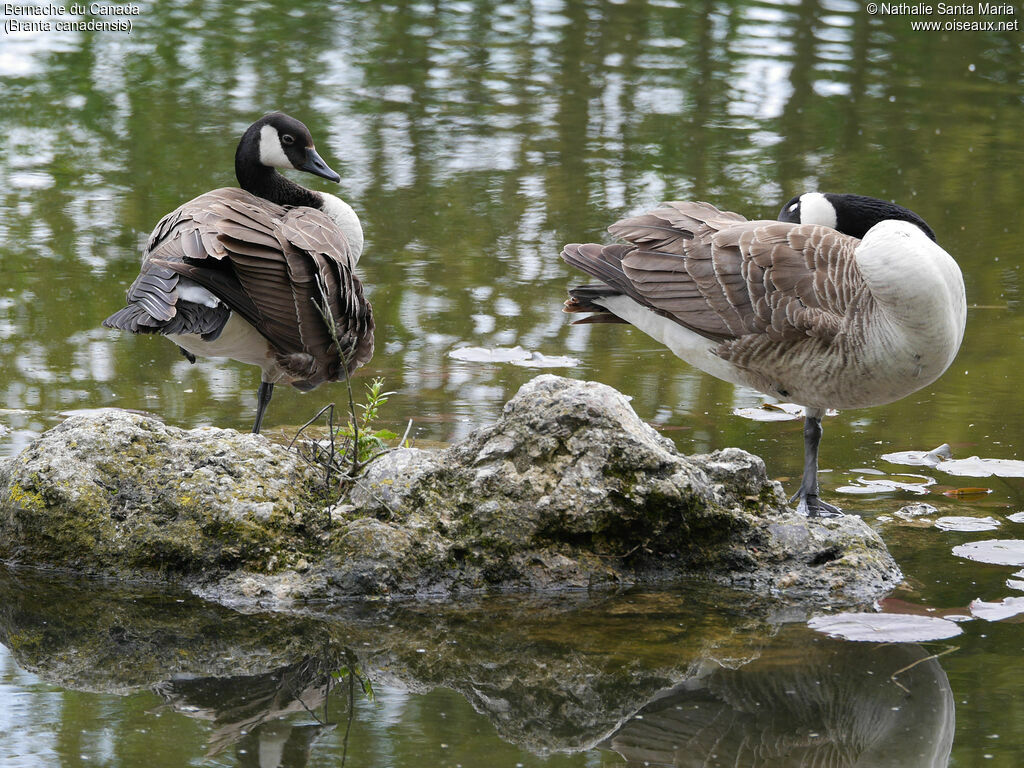 Canada Gooseadult, identification
