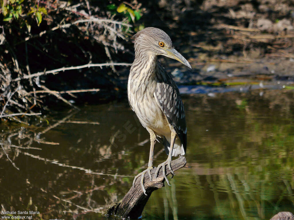 Black-crowned Night Heronjuvenile, identification