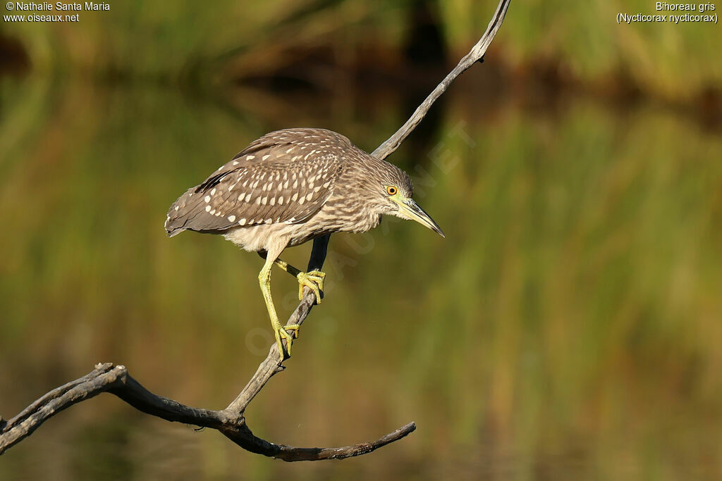 Black-crowned Night Heronjuvenile, identification, fishing/hunting