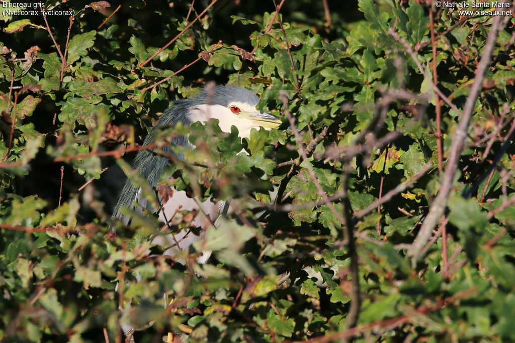 Bihoreau grisadulte, habitat