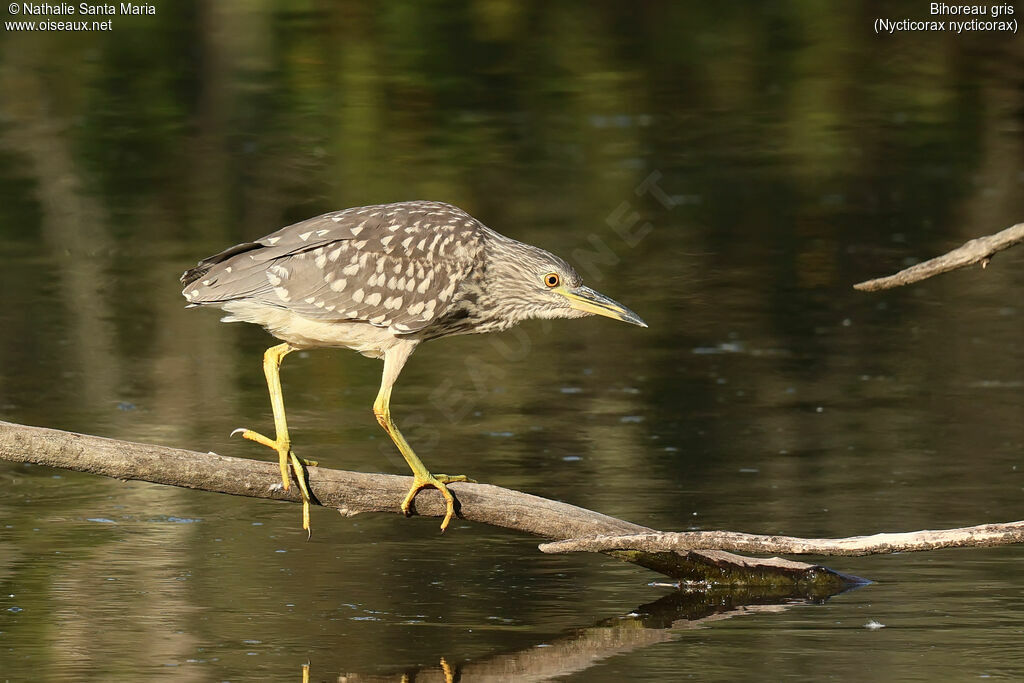 Black-crowned Night Heronjuvenile, identification, fishing/hunting