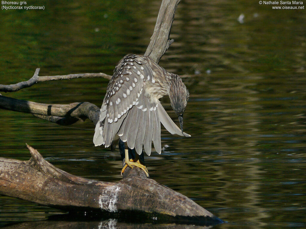 Black-crowned Night Heronjuvenile, habitat, care, aspect