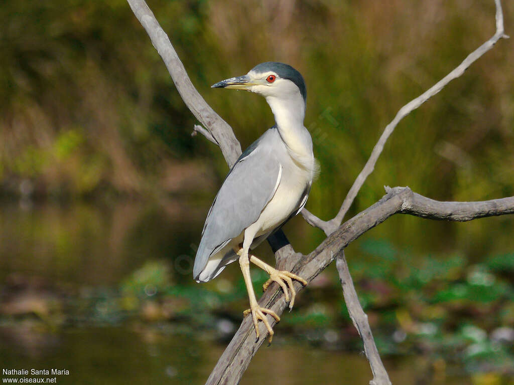 Black-crowned Night Heronadult post breeding, identification