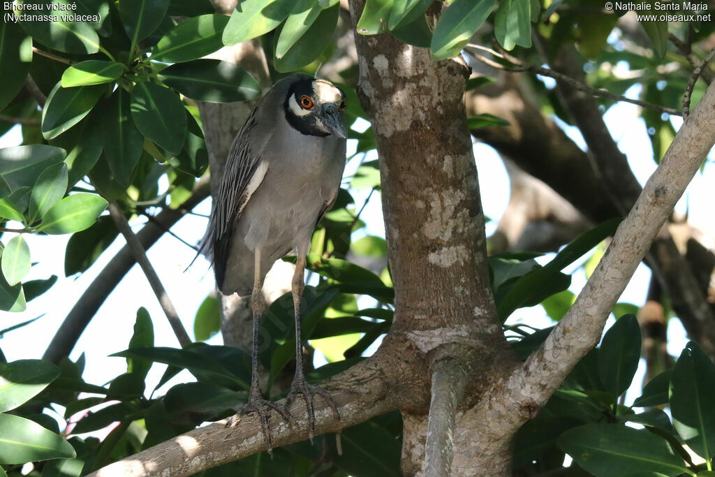 Yellow-crowned Night Heronadult post breeding, identification