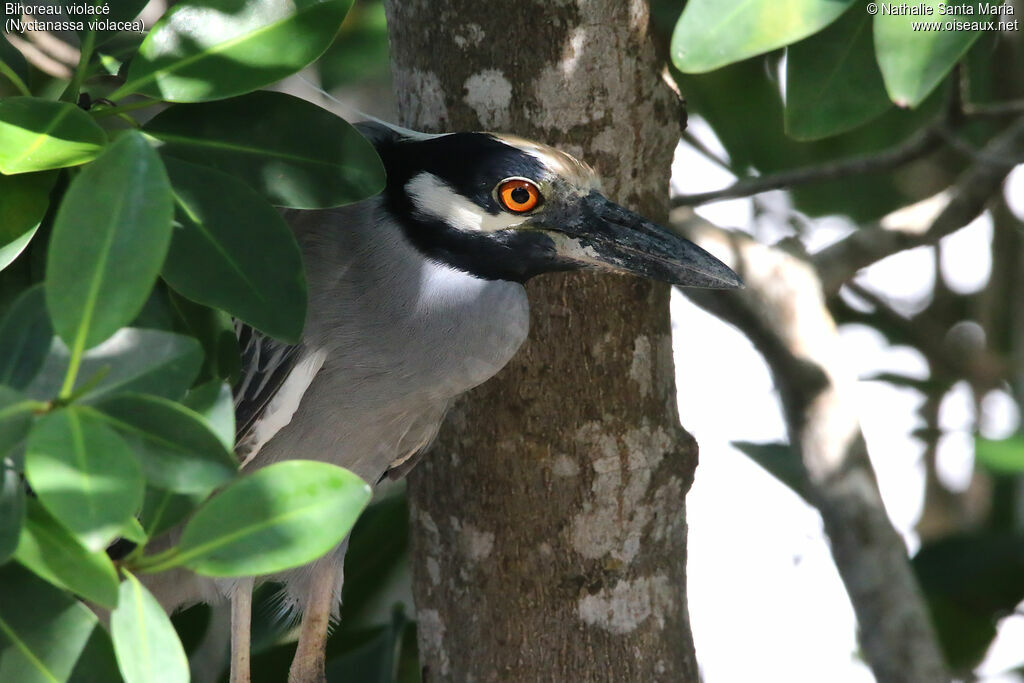 Yellow-crowned Night Heronadult post breeding, close-up portrait