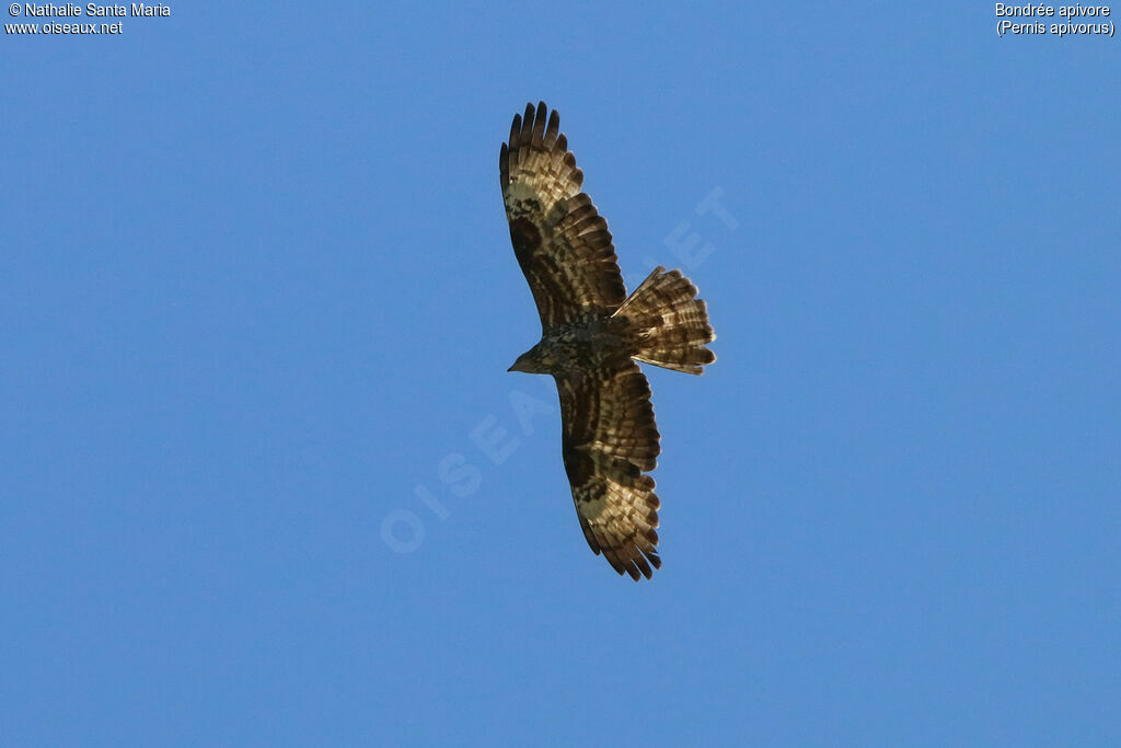 European Honey Buzzard, Flight