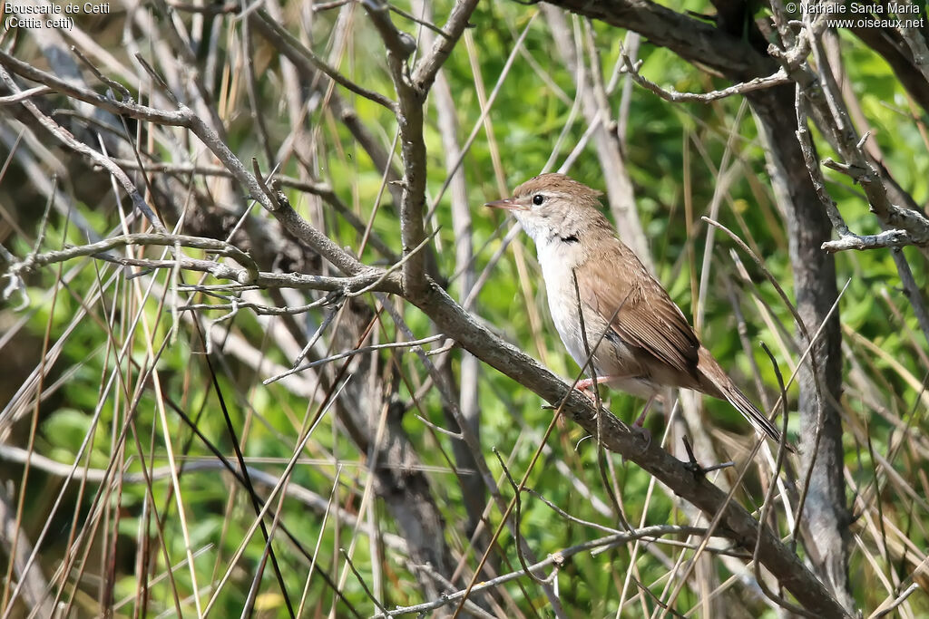 Bouscarle de Cettiadulte, identification