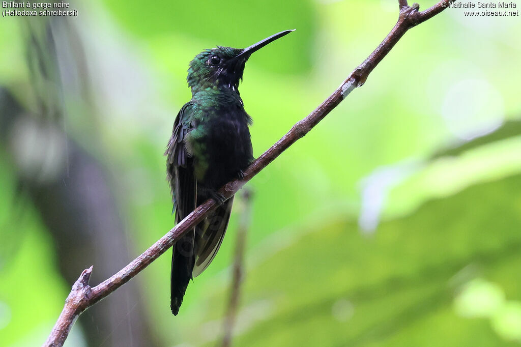 Brillant à gorge noire mâle adulte, identification, mue