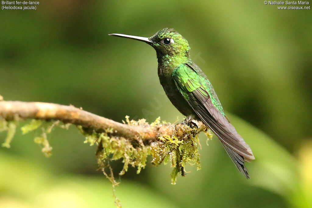 Brillant fer-de-lancejuvénile, identification