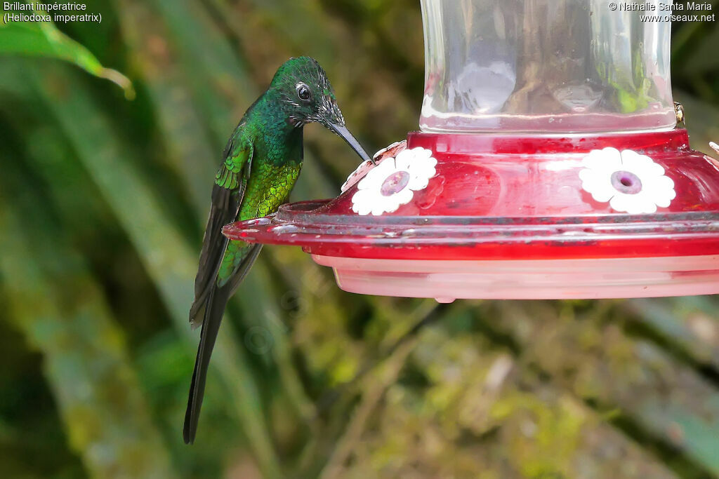Empress Brilliant male adult transition, identification, eats