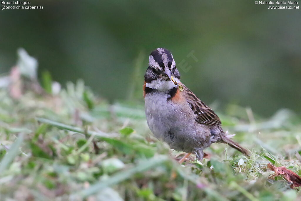 Rufous-collared Sparrowadult, identification, eats