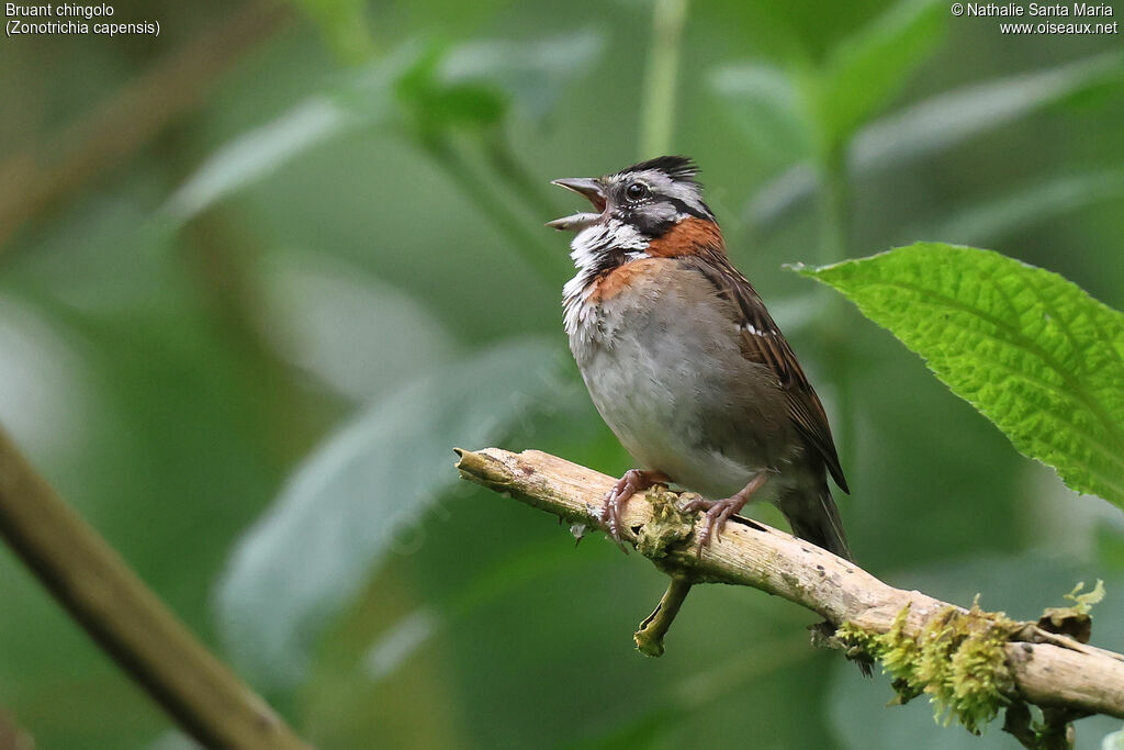 Bruant chingolo mâle adulte, identification, chant