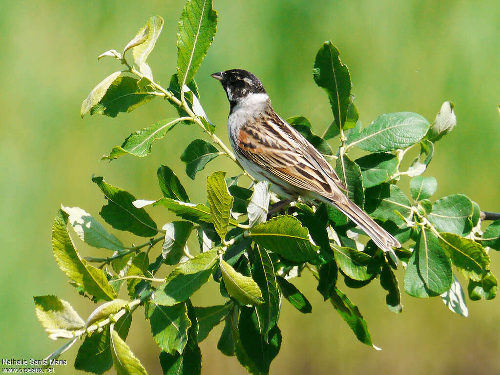 Bruant des roseaux mâle adulte nuptial, identification