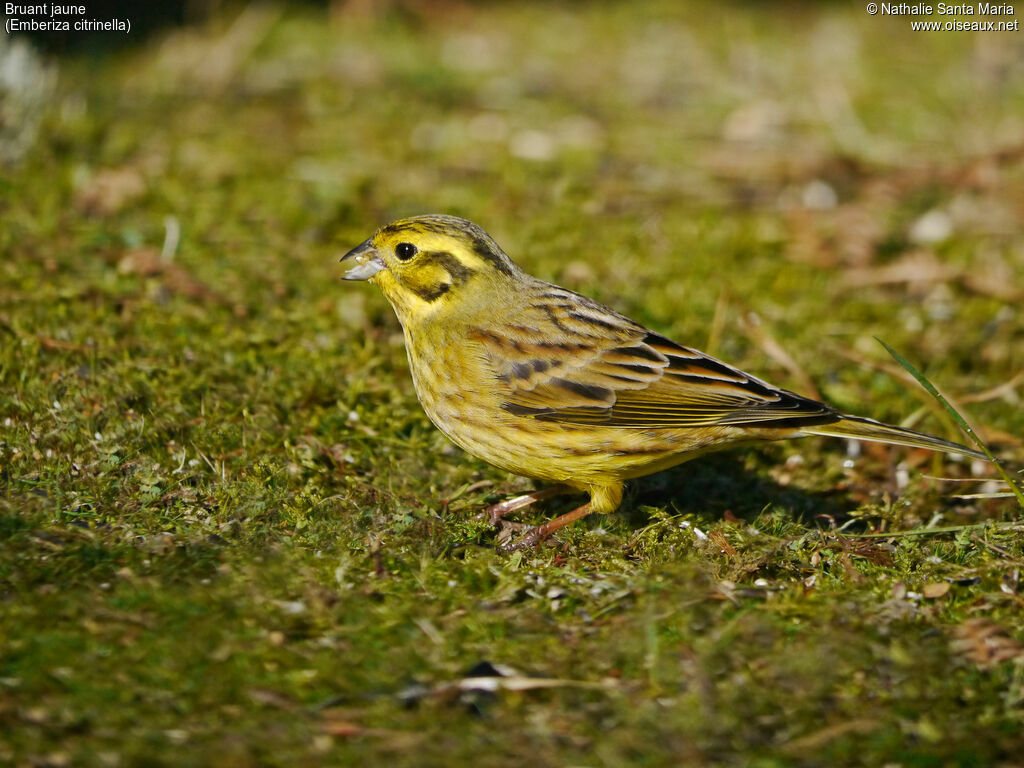 Bruant jaune femelle adulte internuptial, identification, mange