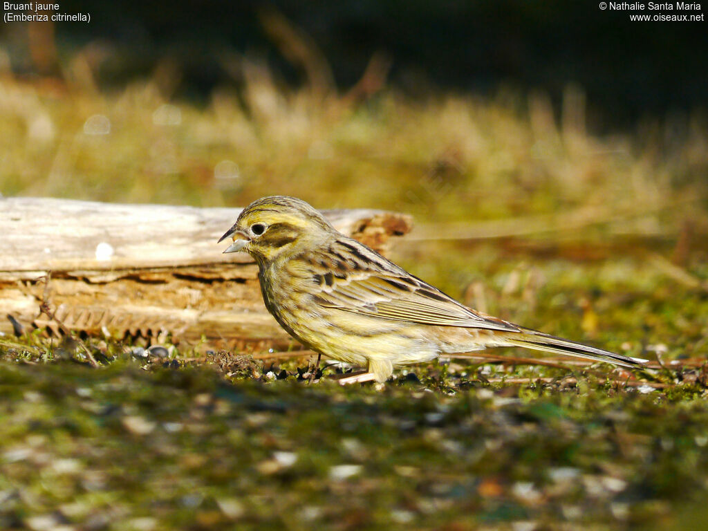 Bruant jaune femelle, identification, régime, mange