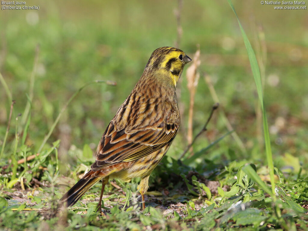 Bruant jaune mâle adulte internuptial, identification