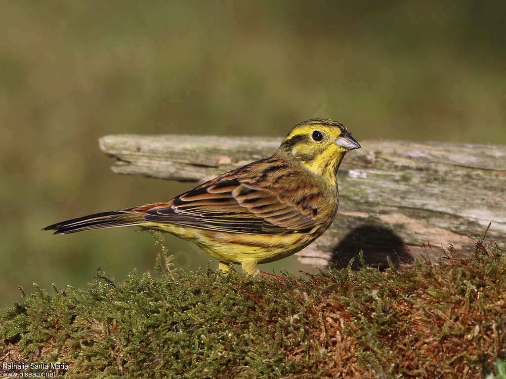 Bruant jaune mâle adulte internuptial, identification
