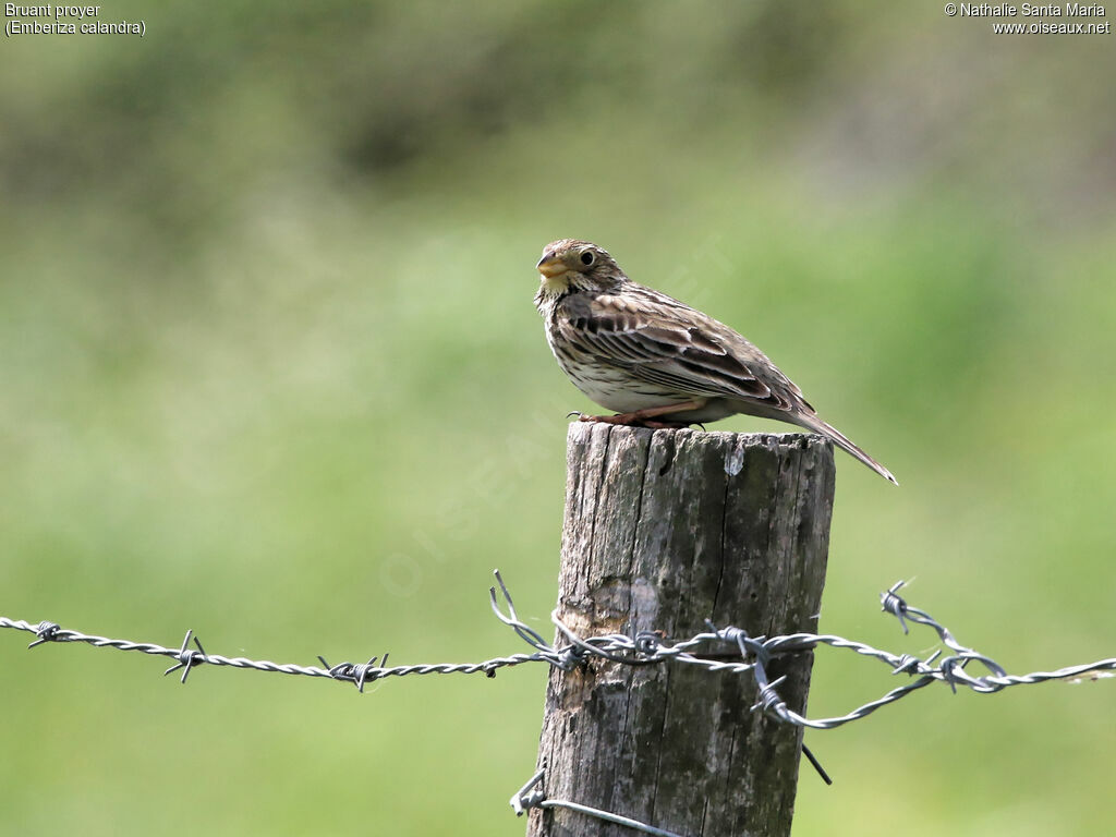 Bruant proyeradulte, identification