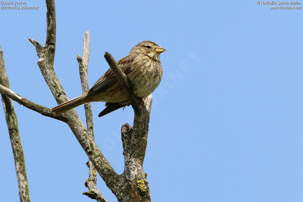 Corn Bunting male adult, identification