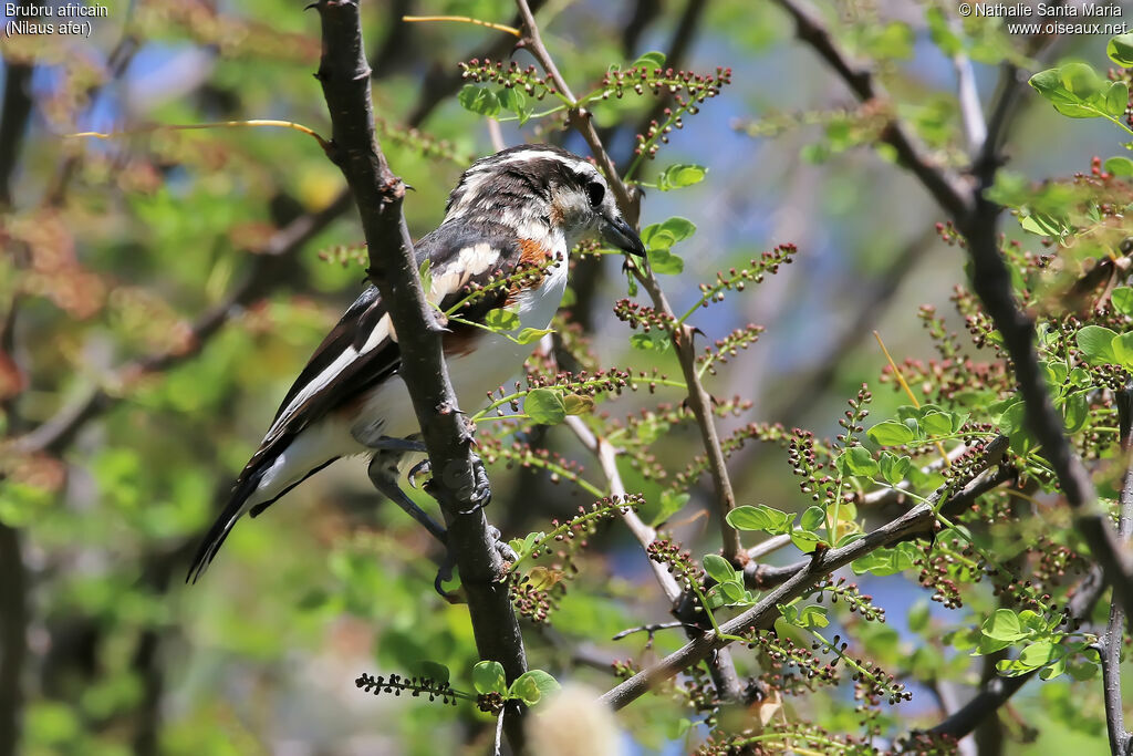 Brubru male adult, identification