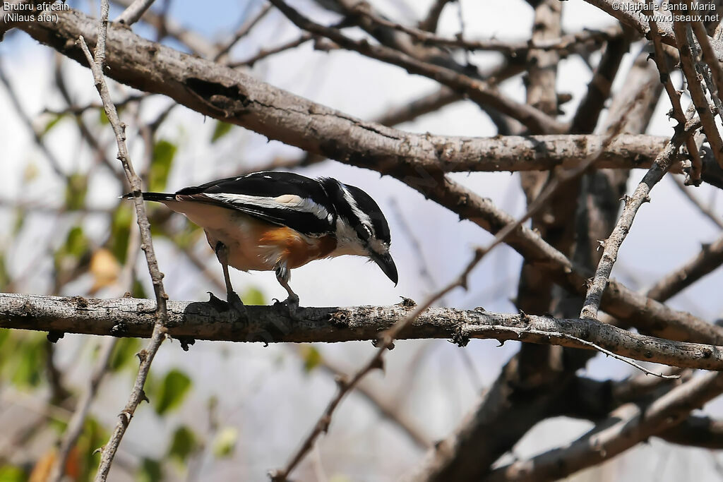 Brubru male adult, identification