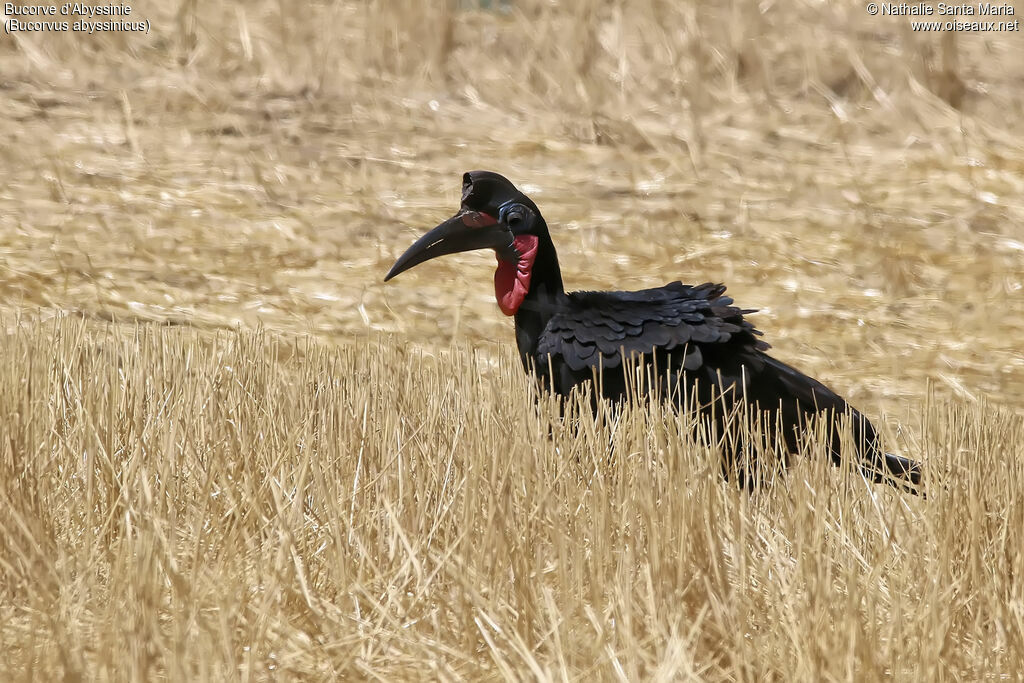 Bucorve d'Abyssinie mâle adulte, habitat, marche