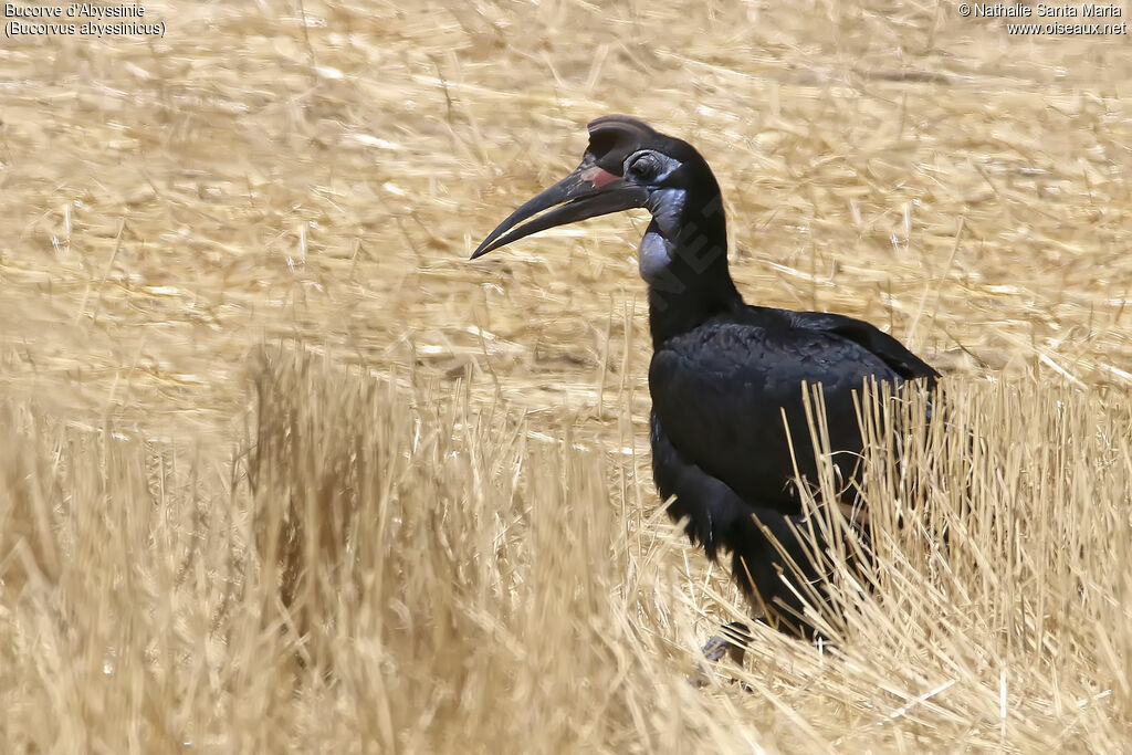 Bucorve d'Abyssinie femelle adulte, habitat, marche