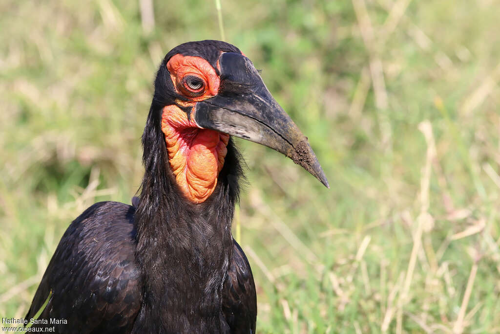 Bucorve du Sudadulte, portrait