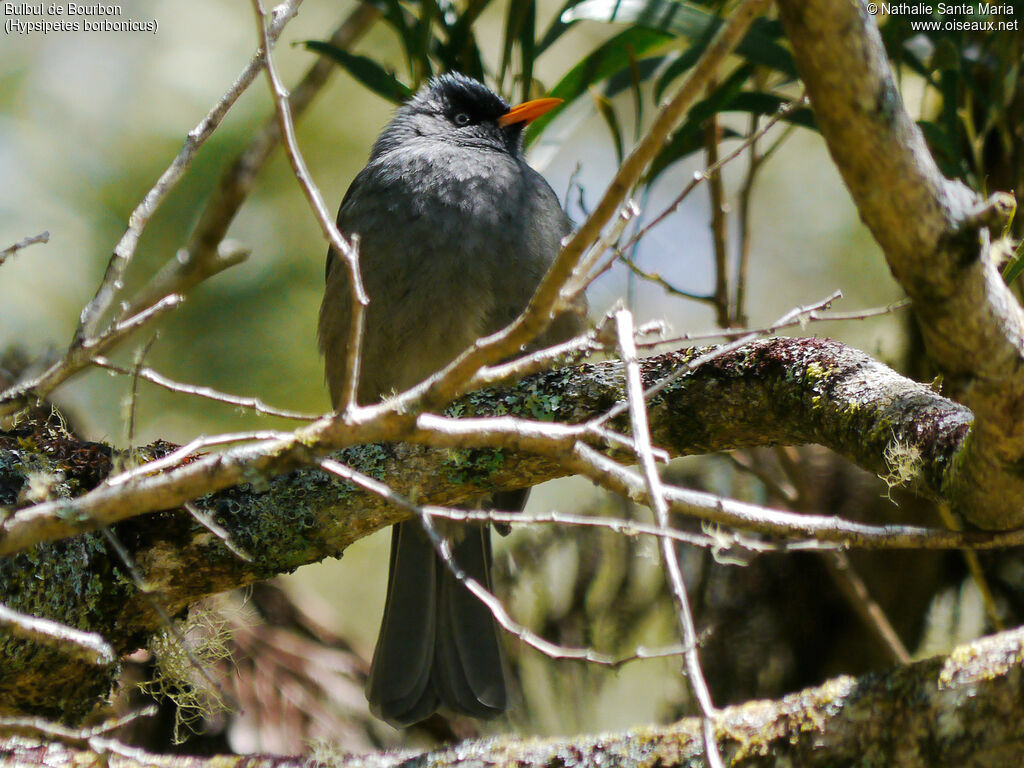 Reunion Bulbuladult, identification