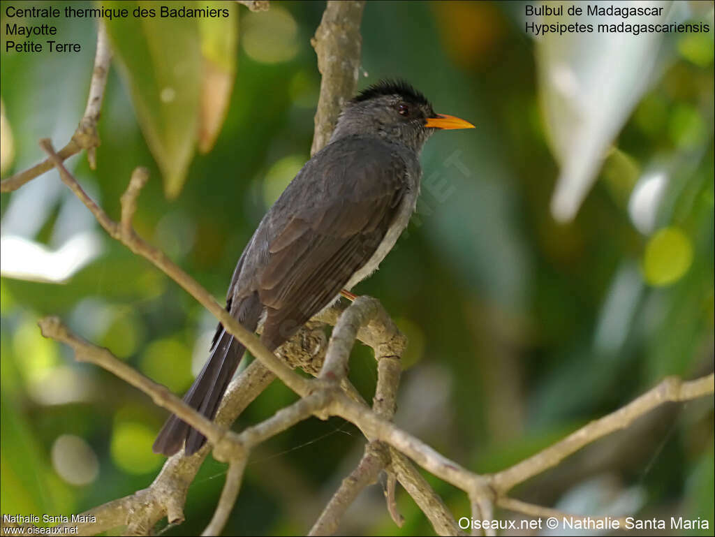Malagasy Bulbuladult, identification