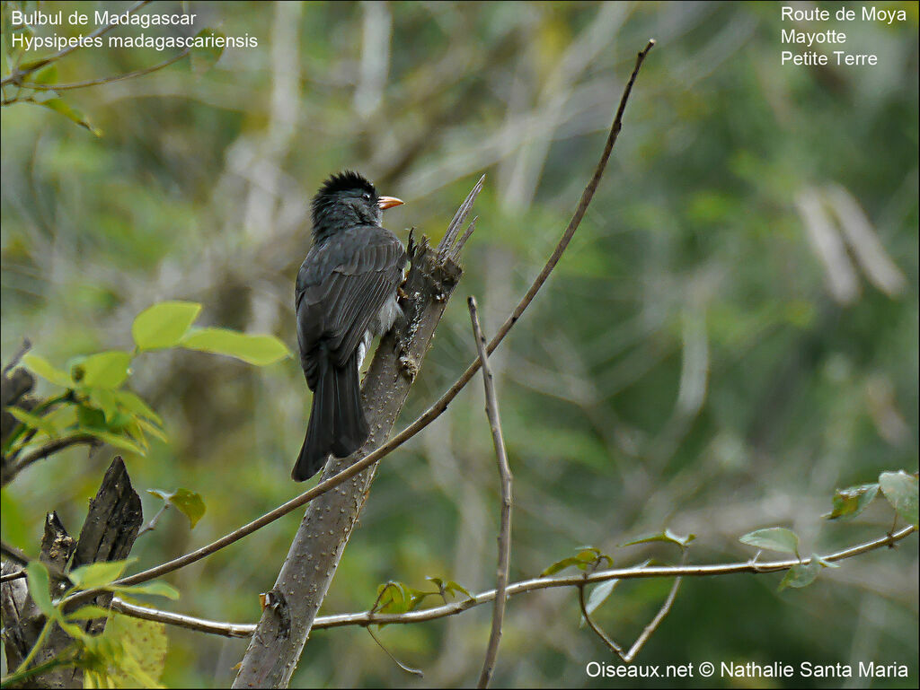 Malagasy Bulbuladult, identification