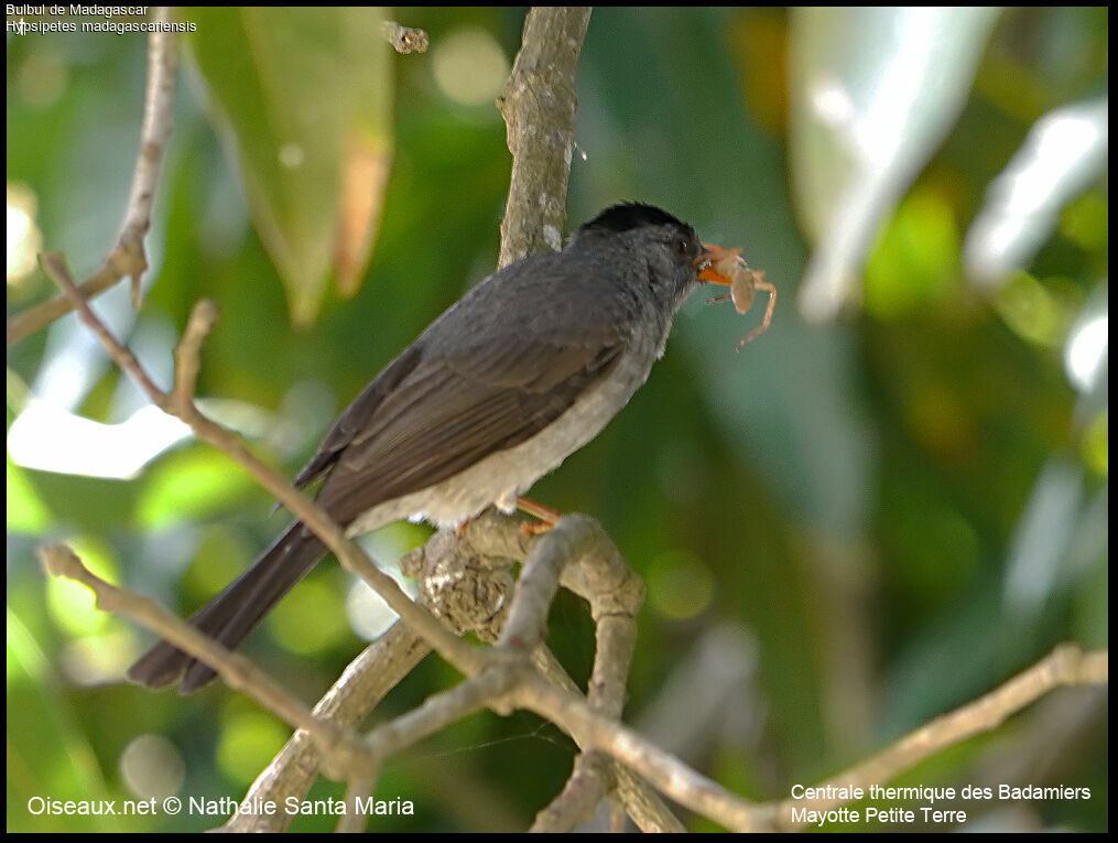 Malagasy Bulbuladult, identification, feeding habits