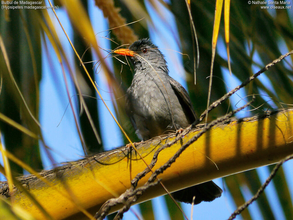 Malagasy Bulbuladult, identification, Reproduction-nesting